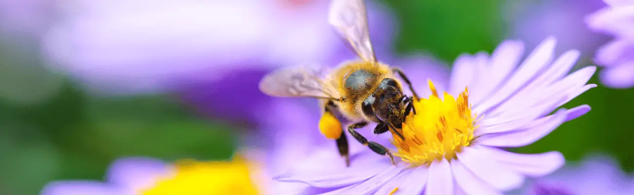 müsli.de | Teaser Bild Bio Müsli