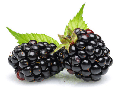 Brombeeren (gefriergetrocknet)